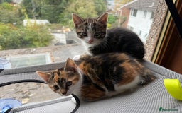 Mixed Breed cats for sale: Adorable 8 Week Old Kittens Ready Now - Image 1