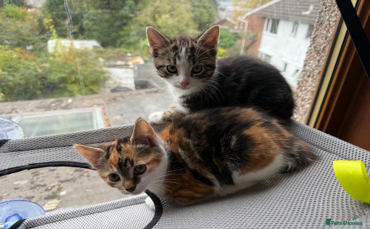 Mixed Breed cats - Advert 15