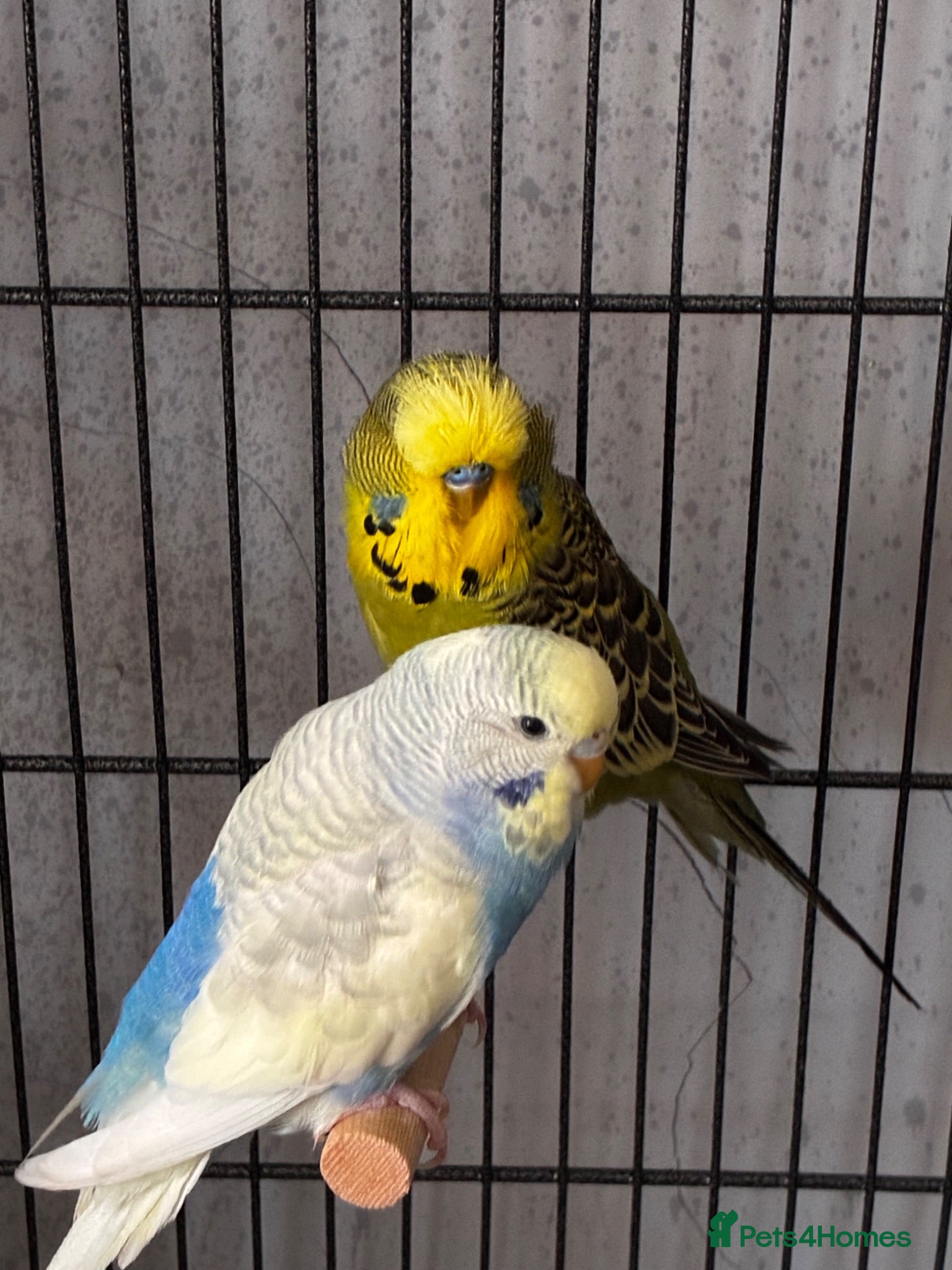 Budgerigars birds 2 young bonded budgies + cage and accessories - Advert 1