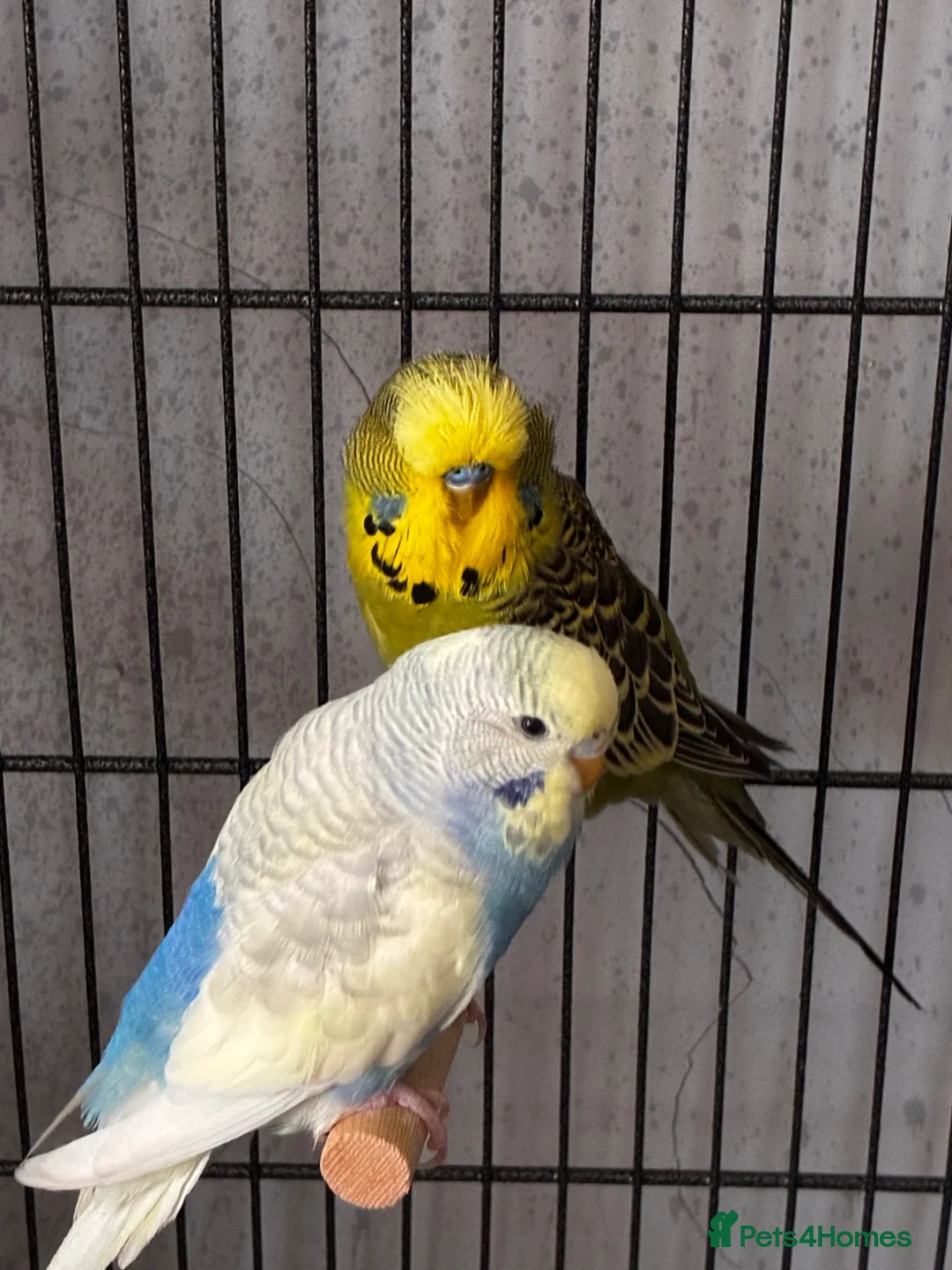 Budgerigars birds for sale: 2 young bonded budgies + cage and accessories - Advert 1