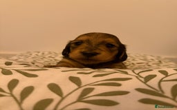 Miniature Dachshund dogs for sale: Exceptional mini long pups  - Image 1