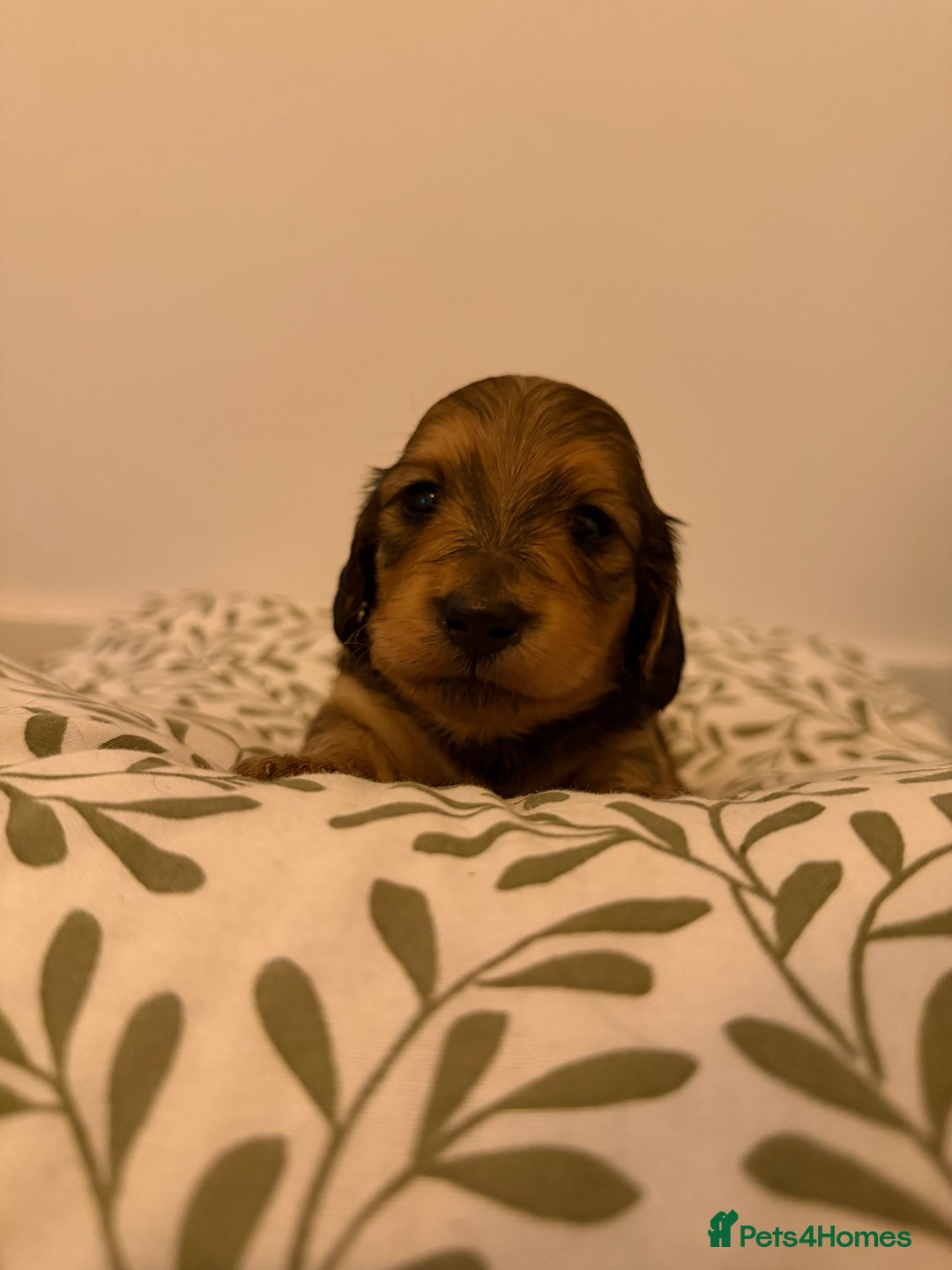 Miniature Dachshund dogs for sale: Exceptional mini long pups  - Image 1