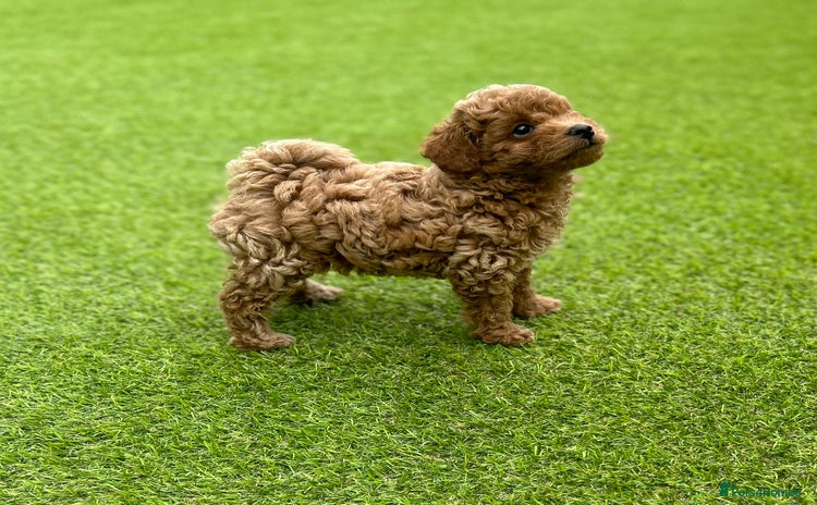 Maltipoo dogs - Advert 3