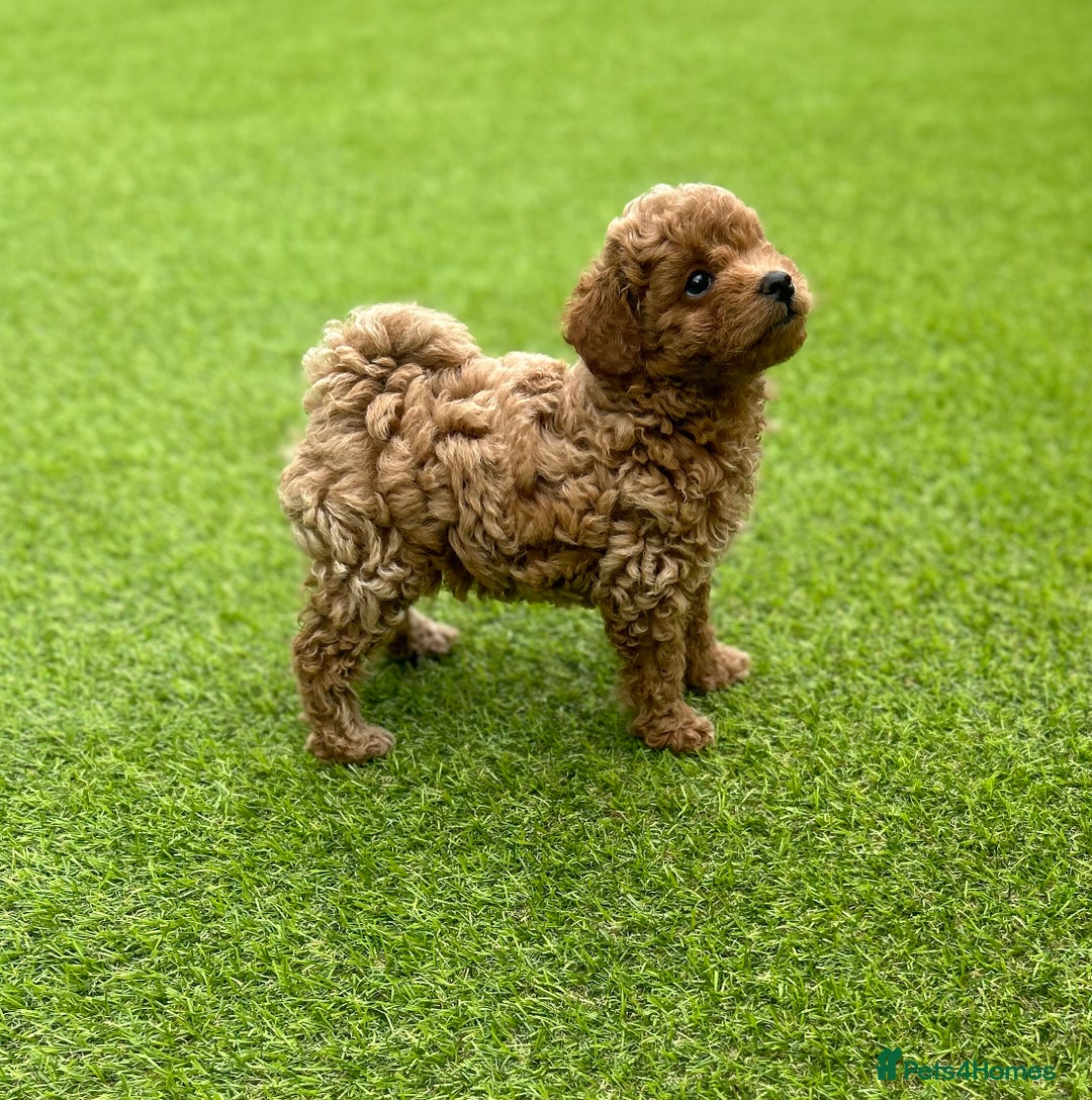 Maltipoo dogs for sale: OUTSTANDING F1b Tiny Asian Maltipoo Puppies - Image 1