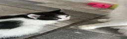 Mixed Breed cats for sale: Kittens are ready now  - Advert 13