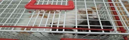 Domestic Shorthair cats for adoption: Zeb - polydactyl kitten for adoption  - Advert 4
