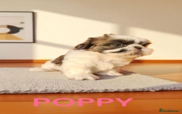 Shih Tzu dogs for sale: 💕🐶💕 STUNNING SHIH TZU 💕🐶💕 - Image 6
