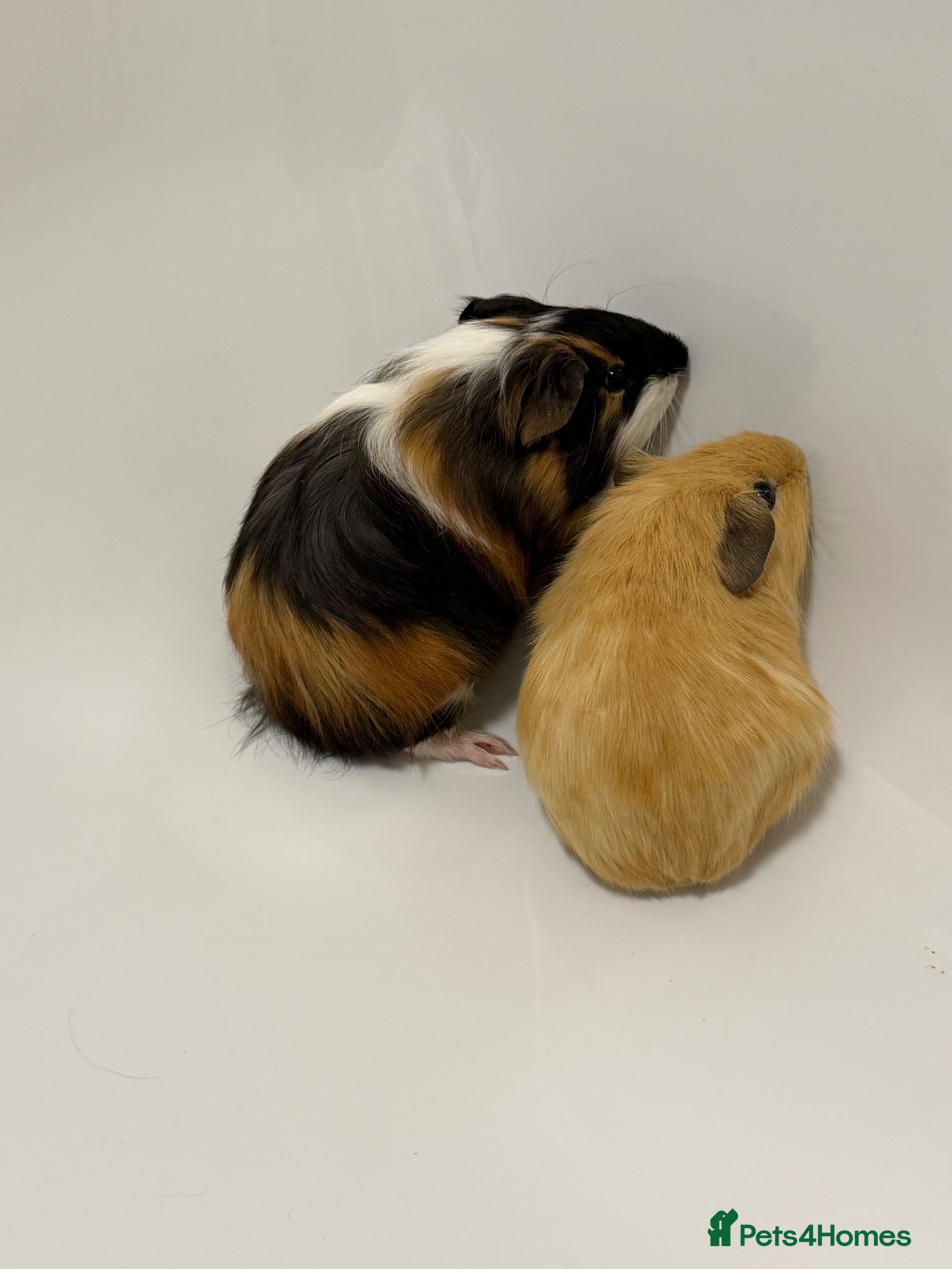 Guinea Pig rodents X2 young bonded male guinea pigs  - Advert 2