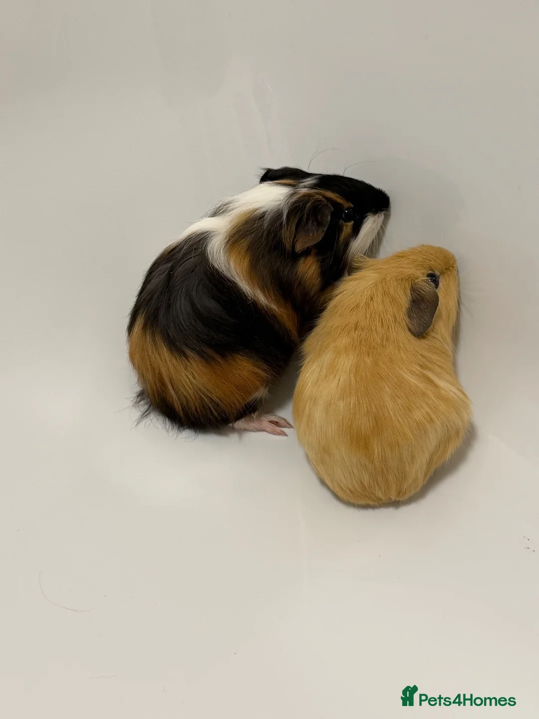 Guinea Pig rodents for sale: X2 young bonded male guinea pigs  - Advert 1