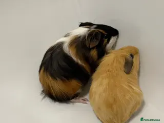 Guinea Pig rodents X2 young bonded male guinea pigs - Advert 2