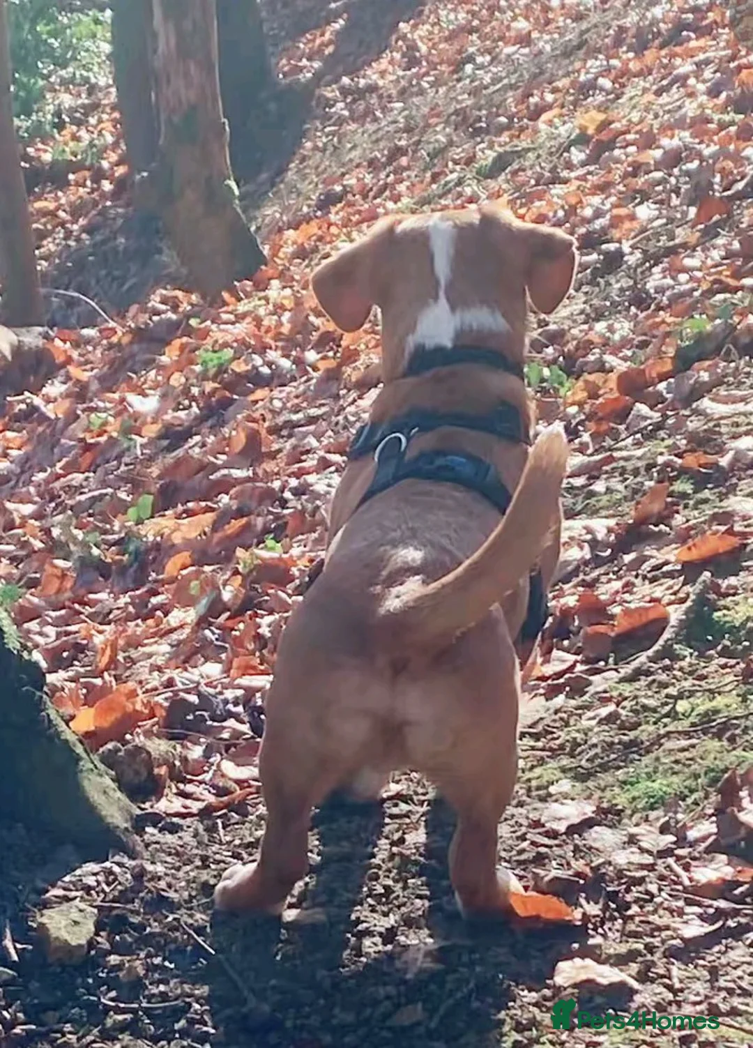 Mixed Breed dogs for adoption: Jack Russell x Dachshund for sale - Advert 2