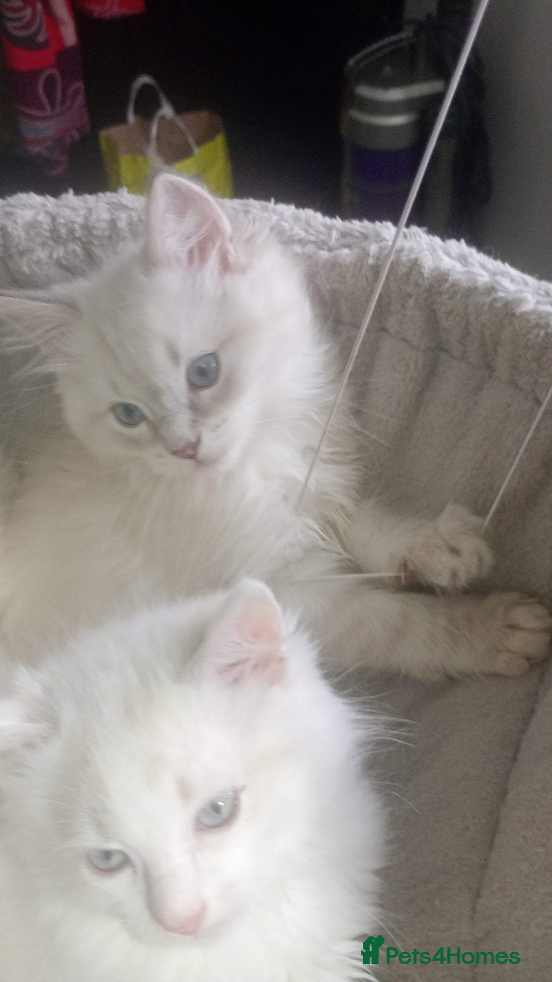 Ragdoll cats for sale: Beautiful full ragdoll kittens £695 - Advert 32