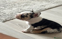 French Bulldog dogs for sale: Beautiful boys excellent quality - Image 4