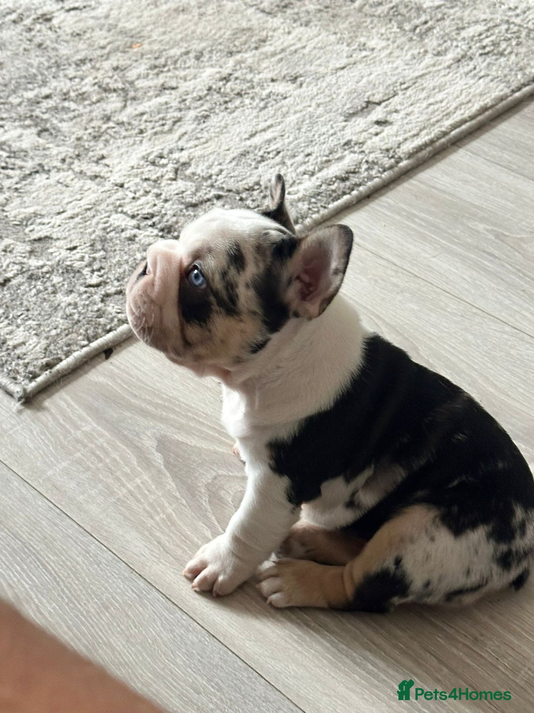 French Bulldog dogs for sale: Beautiful boys excellent quality - Image 4