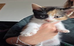 Mixed Breed cats for sale: 5 kittens  - Image 5