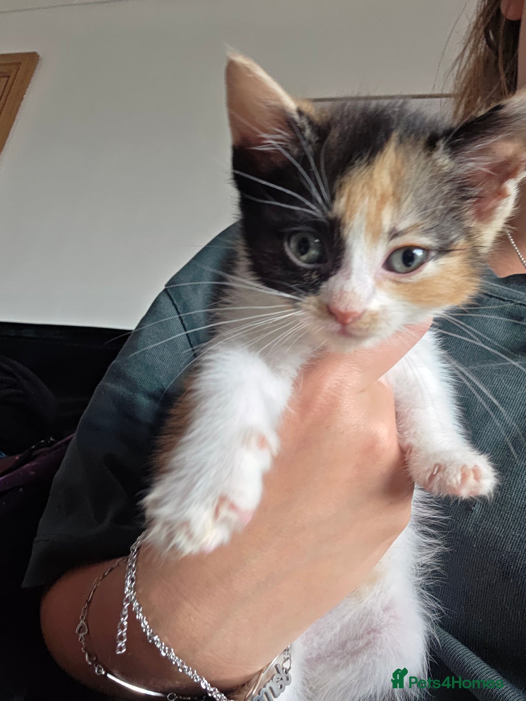 Mixed Breed cats for sale: 5 kittens  - Image 5