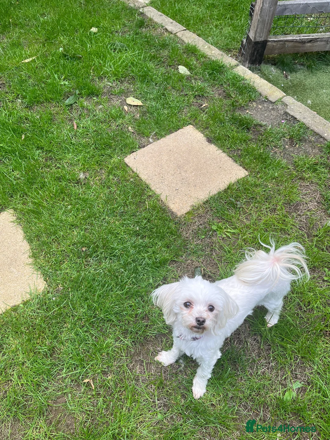 Maltese dogs for sale: 5 year old Maltese available for rehoming  in Doncaster - Advert 2