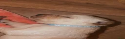 Goldador dogs for sale: 🐾 Stunning Goldador Puppies 🐾 - Advert 8
