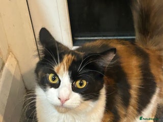 Mixed Breed cats - Advert 2