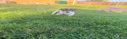 Jack Russell dogs for sale: Small Jack Russell pup available  - Advert 6