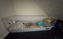 Guinea Pig rodents for sale: 2 male guinea pigs and full cage set up - Image 10