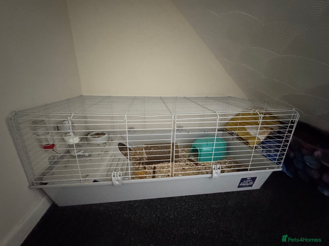 Guinea Pig rodents for sale: 2 male guinea pigs and full cage set up - Image 10