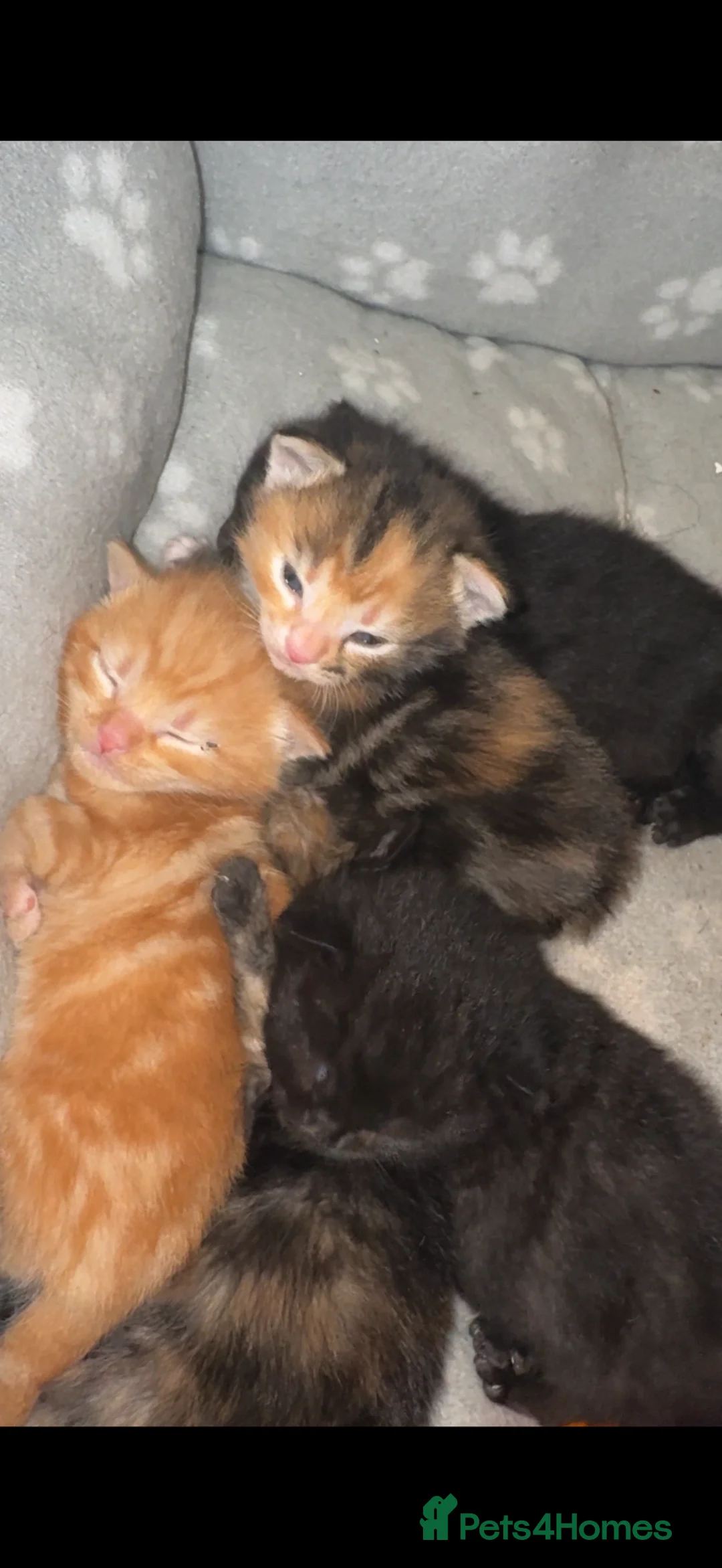 Mixed Breed cats for sale: Mixed breed  - Advert 2