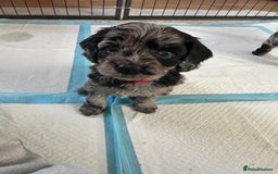 Cavapoo dogs for sale: Gorgeous Rare-Colouring Cavapoo Puppies - Advert 29