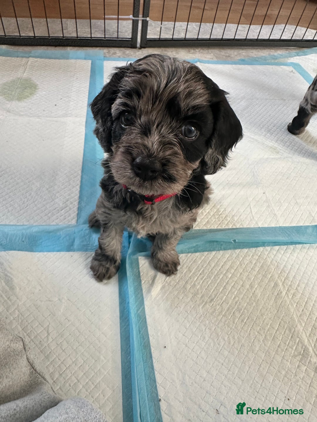 Cavapoo dogs for sale: Gorgeous Rare-Colouring Cavapoo Puppies - Advert 29