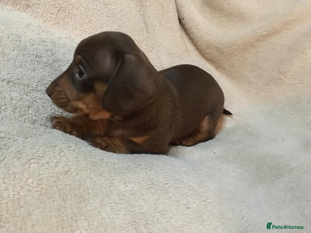 Miniature Dachshund dogs for sale: Miniature Dachshund Dapple Puppies  - Advert 8