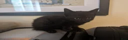 Mixed Breed cats for sale: Gorgeous Kittens Ready for their new homes now.  - Advert 10