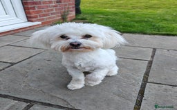 Mixed Breed dogs for sale: Seeking New Home - 9 month Bichon x Chihuahua in Louth - Image 1