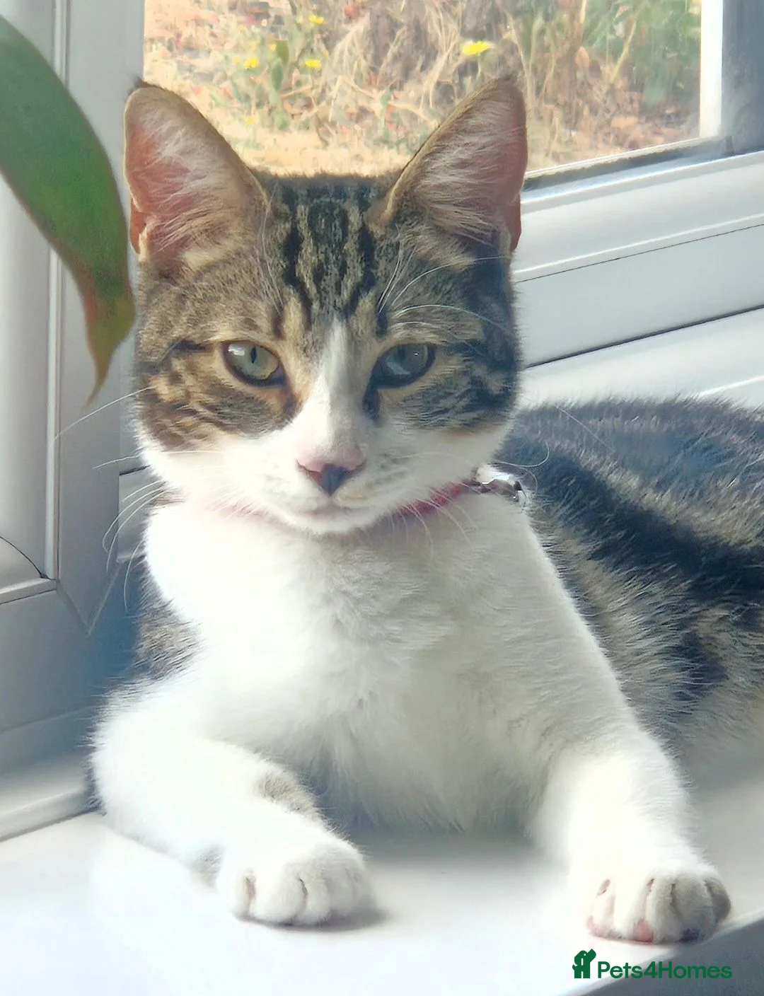 Mixed Breed cats for sale: Beautiful Playful & Loving 4Month Old Kitten Lyla in Clacton-on-Sea - Advert 2