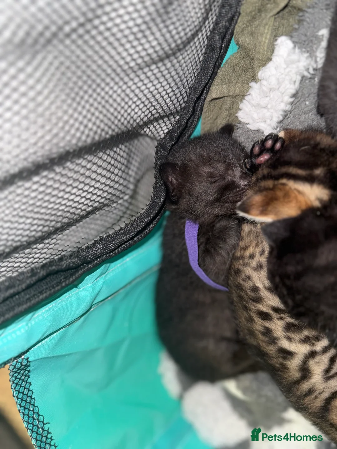 Bengal cats for sale: 3 Beautiful unique Bengal Babies  - Advert 7