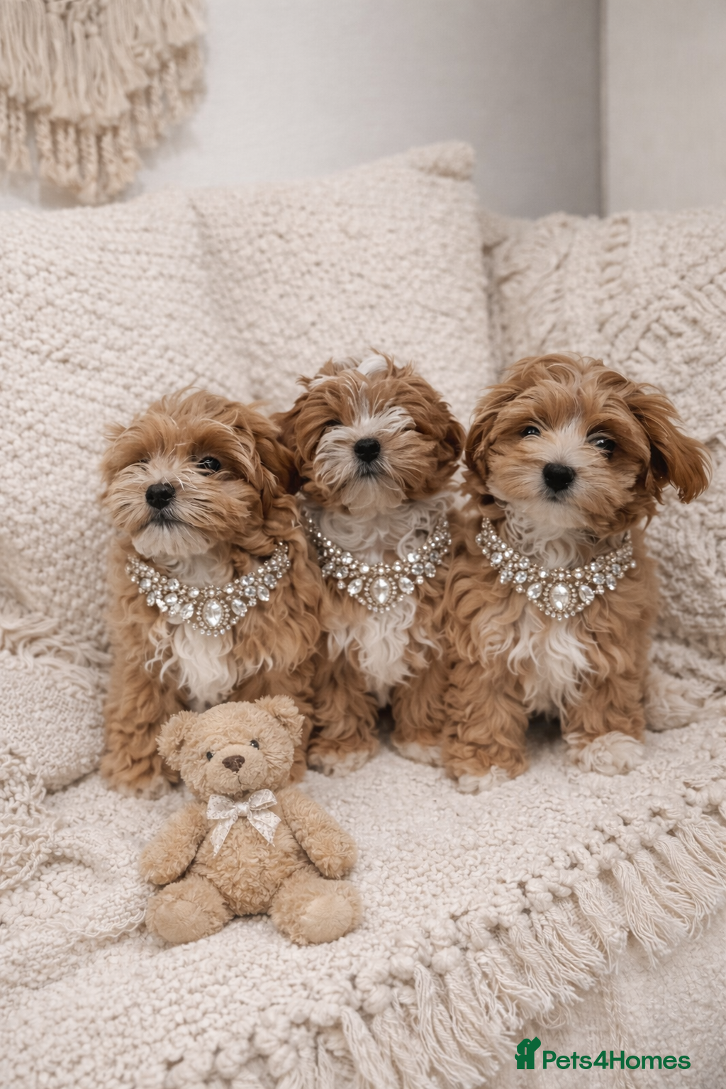 Maltipoo dogs Exclusive F1 Tiny Asian Maltipoo Puppies  - Advert 13