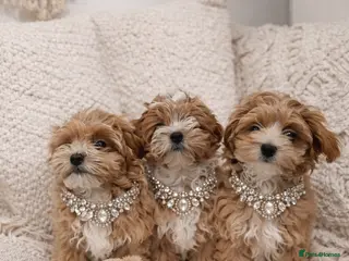 Maltipoo dogs Exclusive F1 Tiny Asian Maltipoo Puppies - Advert 13