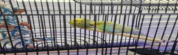 Budgerigars birds for sale: Pair of bonded budgies with cage - Advert 2
