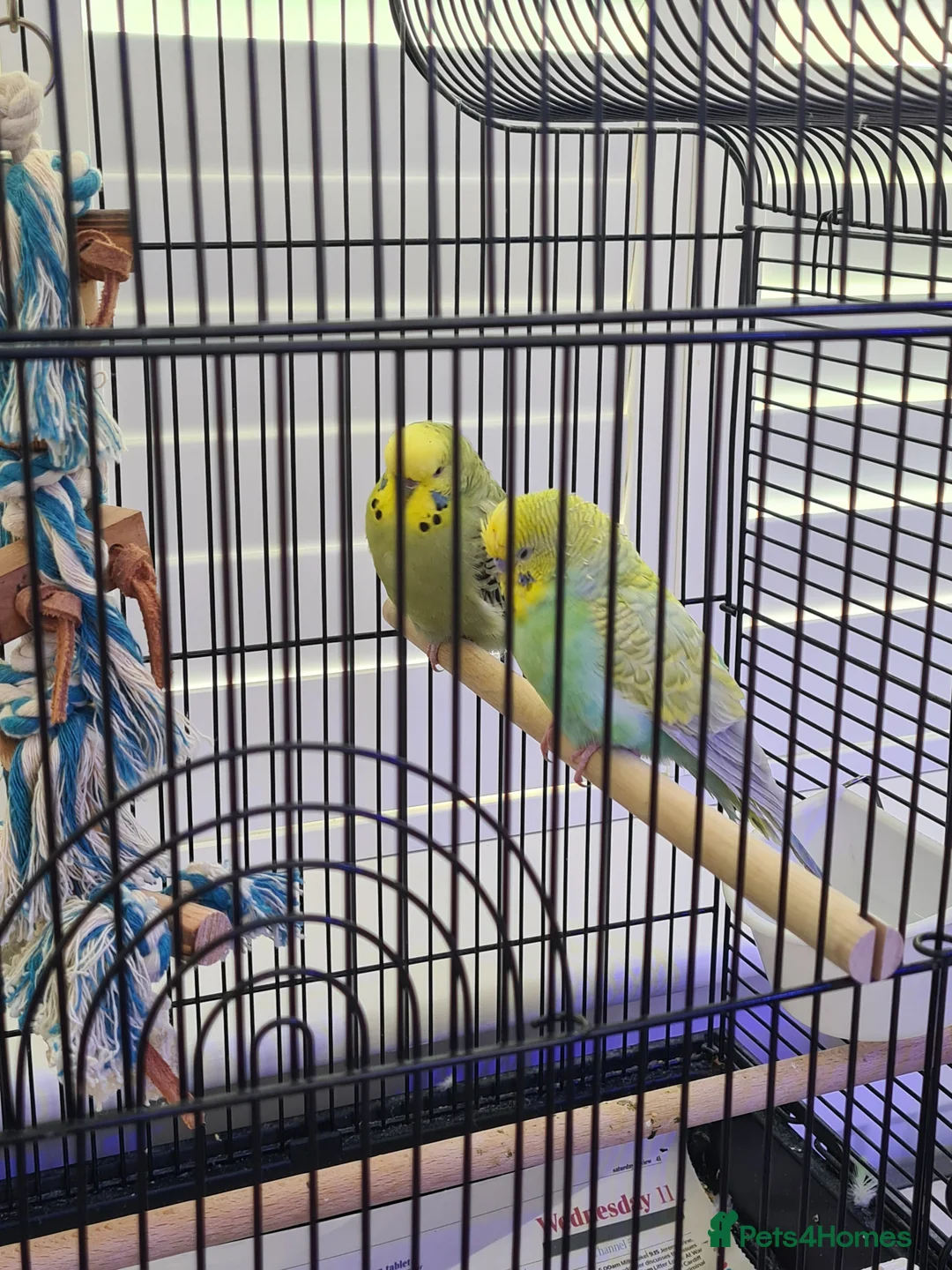 Budgerigars birds for sale: Pair of bonded budgies with cage - Advert 2
