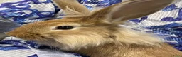 Mixed Breed rabbits for sale: Lionhead and franch loop mix breed 1 pair - Advert 4