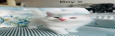 Boy 2