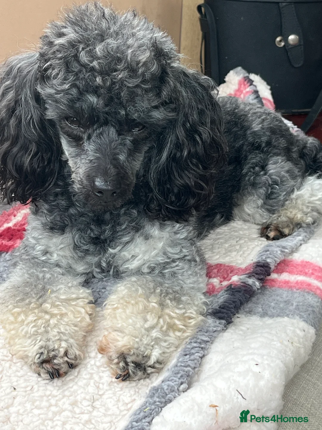 Toy Poodle dogs for sale: Toy poodle  - Advert 1