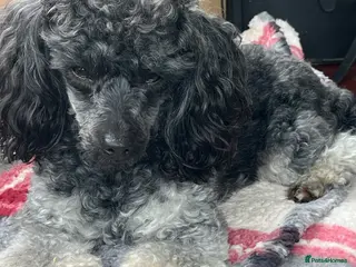 Toy Poodle dogs Toy poodle - Advert 3