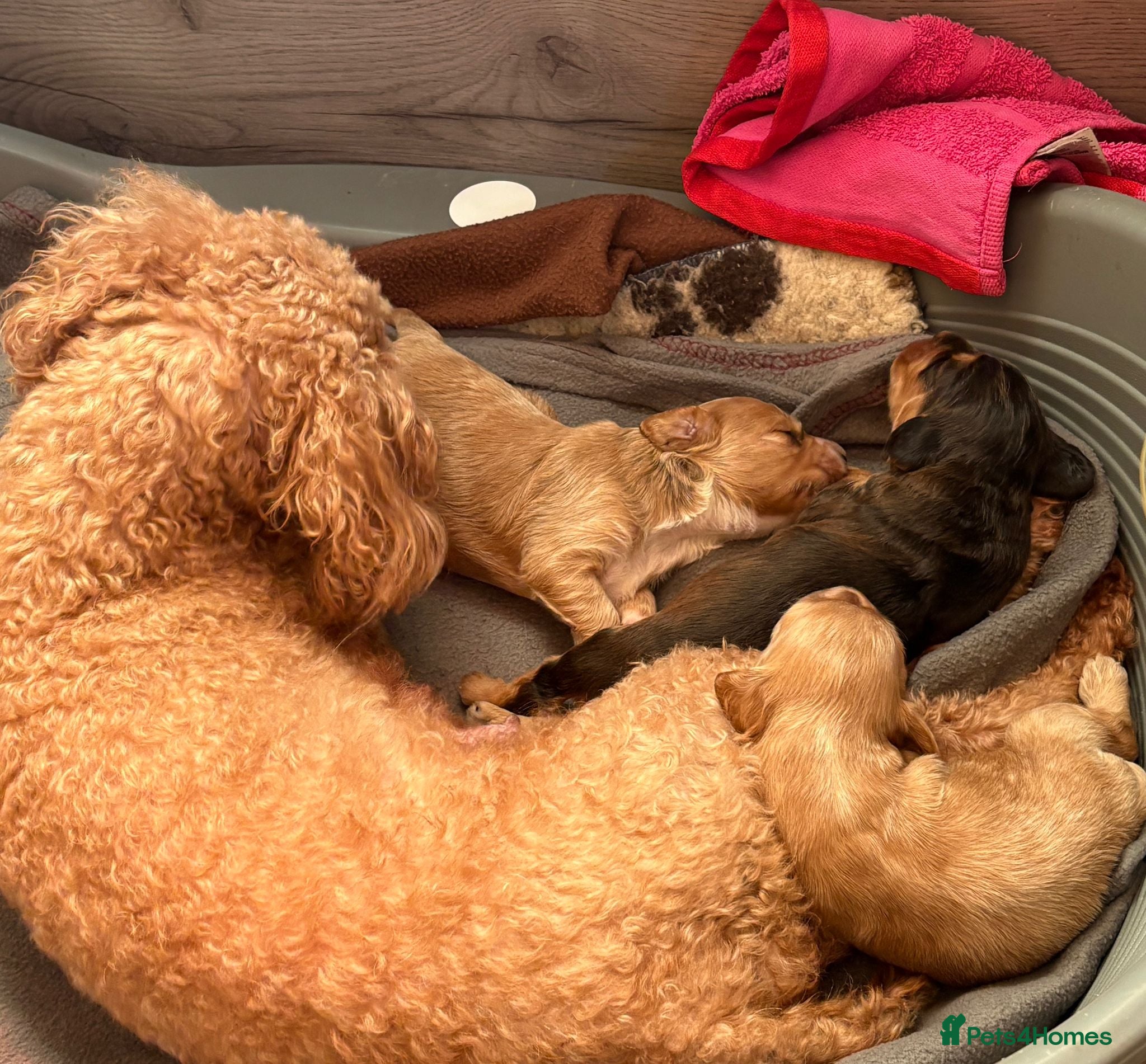 Cockapoo dogs Beautiful cockapoo puppies  - Advert 1