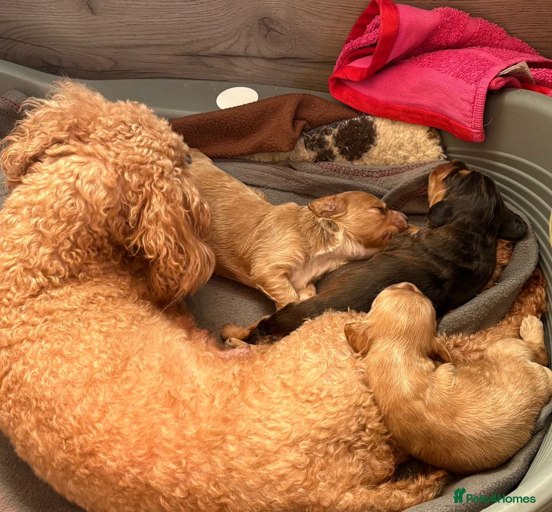 Cockapoo dogs for sale: Beautiful cockapoo puppies  - Advert 1