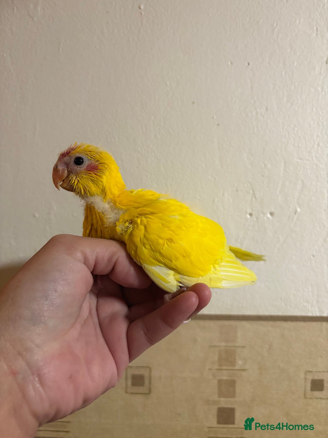 Parakeets birds for sale: Buttercup Kakariki - Advert 6