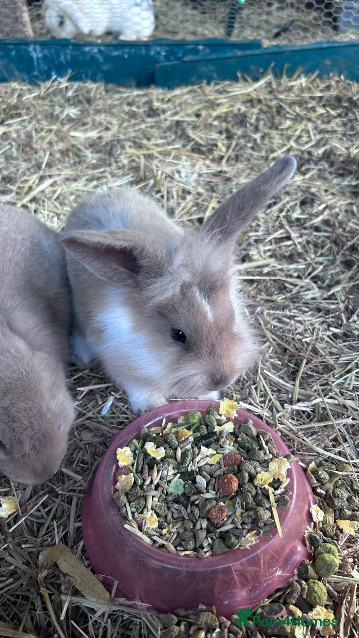 Mixed Breed rabbits Mixed lionhead/ mini loop rabbits  - Advert 15