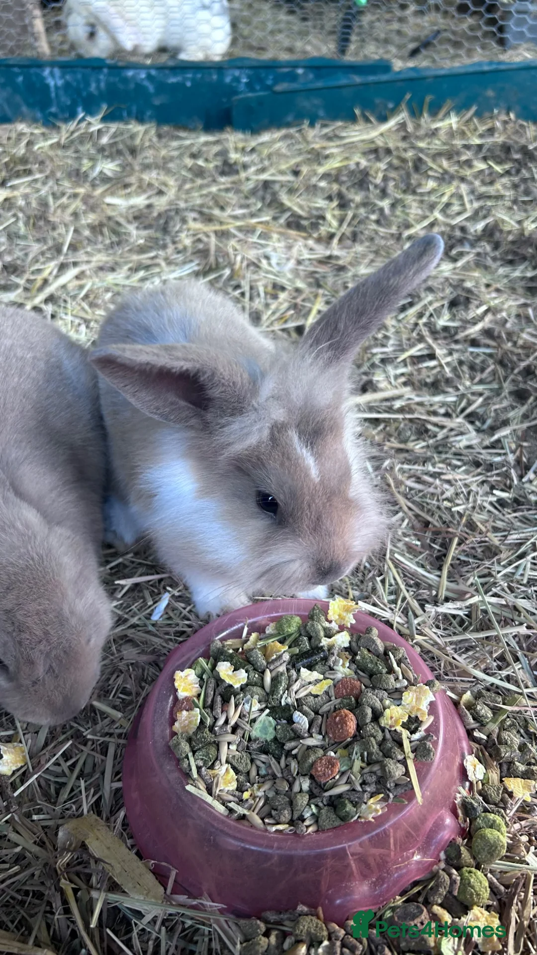Mixed Breed rabbits for sale: Mixed lionhead/ mini loop rabbits  - Advert 1