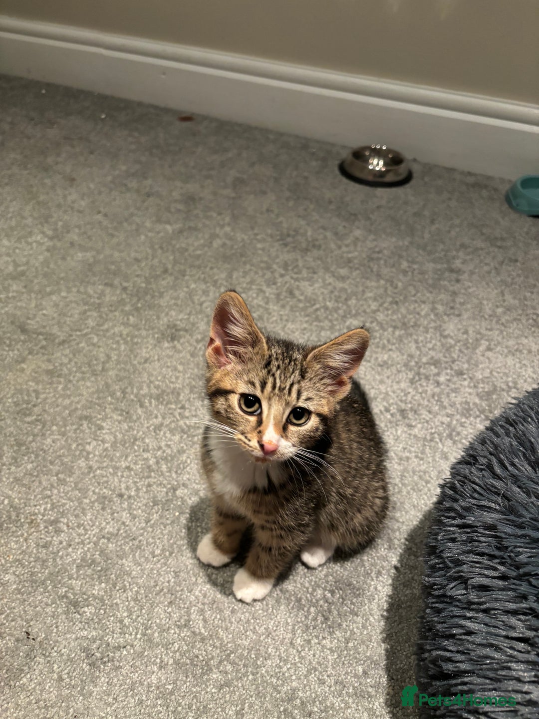 Domestic Shorthair cats for sale: Pair of Domestic shorthair kittens🤍 - Image 4