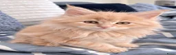 Maine Coon cats for sale: Beautiful red cream male purebred Maine coon boy - Advert 5