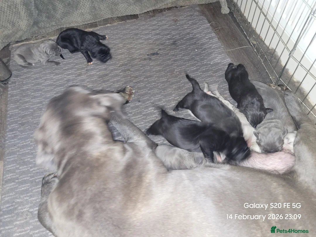 Cane Corso dogs for sale: Look stunning merle,black,blue corso - Advert 2